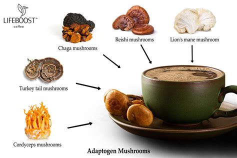 The Ultimate Guide to Exploring Mushroom Coffee Brands - Mushroom Sips