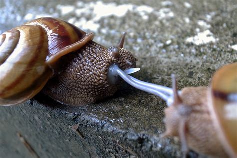 The Surprisingly Egalitarian Love Lives of Garden Snails - JSTOR Daily