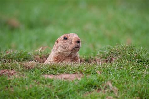 Here's why you should boycott Groundhog Day