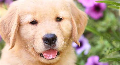 40 Fascinating Golden Retriever Facts You Simply Won't Believe