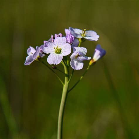 Mayflower Meaning, Spiritual Symbolism, Color Meaning & More – Hello-Fearless