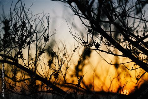 Tree branch silhouette at the sunset sky. Natural abstract background ...