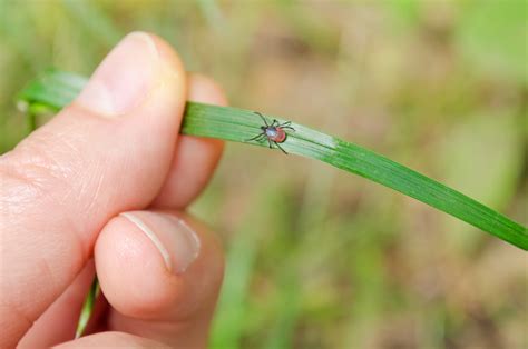 Blacklegged Ticks are Terrible at Social Distancing! | CK Public Health