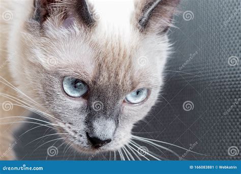 Portrait of Thai Cat with Bright Blue Eyes. Stock Image - Image of feline, minion: 166083881