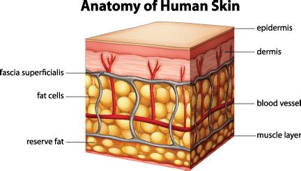 Is Cellulite Different From Regular Fat?