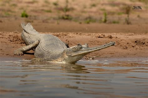 National Chambal Wildlife Sanctuary - RajRAS | RAS Exam Preparation