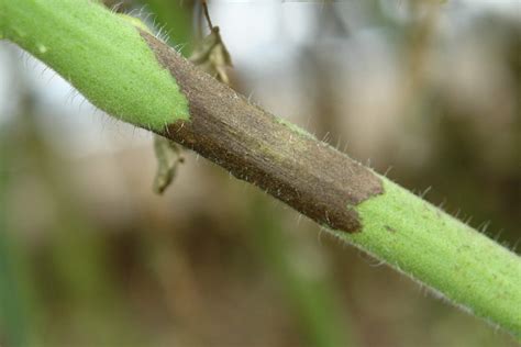 Early Blight on Tomato Plants