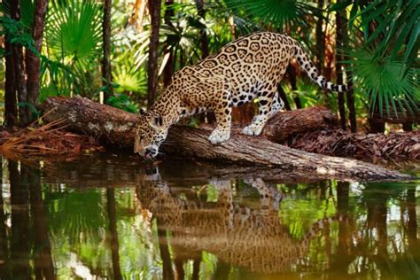 Bosques tropicales: Qué son, Características, Clima, Flora y Fauna | Ecología Hoy