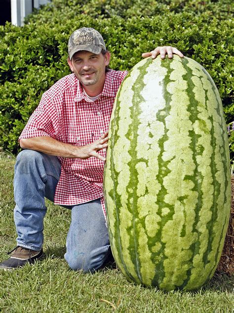 North Carolina Giant Watermelon -10 Seeds- HUGE 200 lbs | eBay