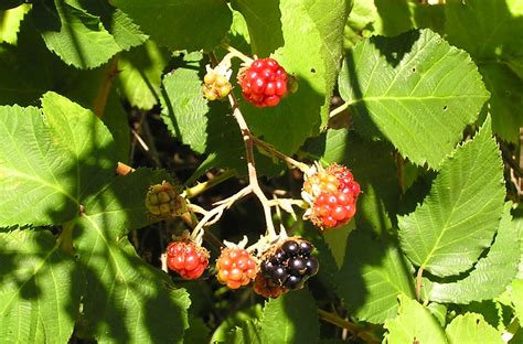 Perspective: Berries and leaves