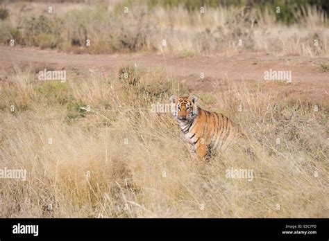 Tiger habitat loss india hi-res stock photography and images - Alamy