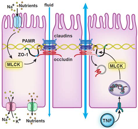 IJMS | Free Full-Text | Contributions of Myosin Light Chain Kinase to ...