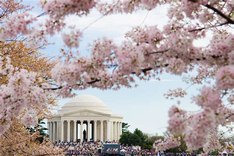 Facts About Washington DC's Cherry Blossom Festival
