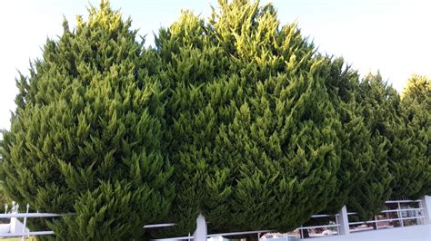 identification - What type of conifer is this? - Gardening & Landscaping Stack Exchange