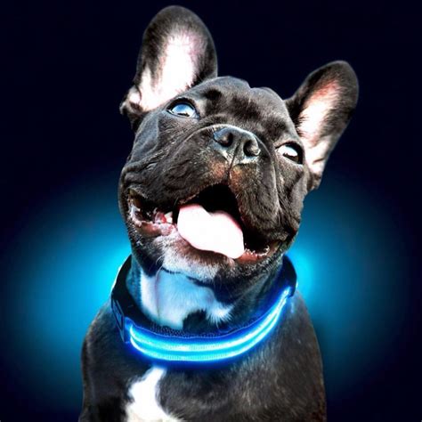 Light Up Dog Collar Rechargeable – Service Dog Direct