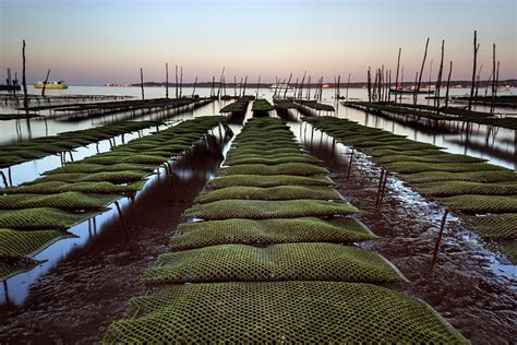 Oyster farm #explore - a photo on Flickriver