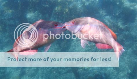 Tortola Snorkeling Excursions - Disney Fantasy - Tortola - Cruise Critic Community