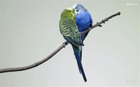 Wallpaper And Image Of Kissing Bird Couple