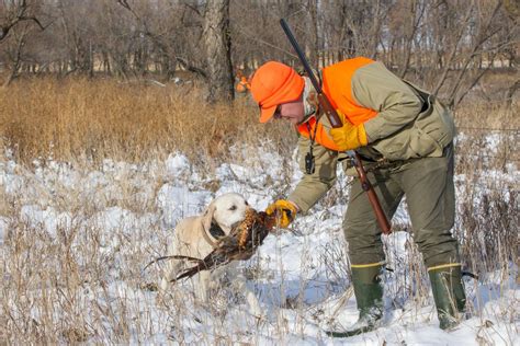 Finding and Starting Your Pheasant Dog: 7 Tips From the Experts | GearJunkie