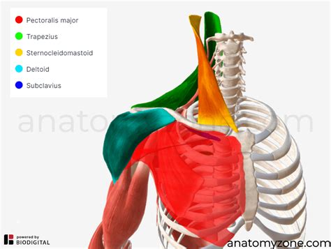 Clavicle And Scapula Anatomy The Pectoral Girdle Yout - vrogue.co