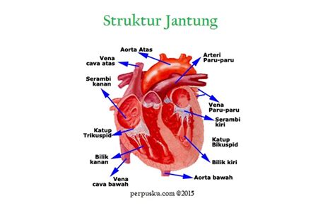 Alat Peredaran Darah (Jantung, Pembuluh Darah, Arteri, Vena, & Kapiler)