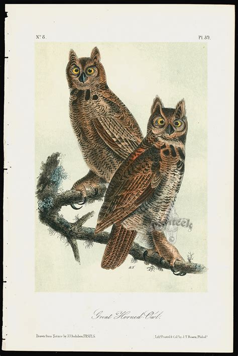 Audubon Birds America Great Horned Owl from Great Value Antique Audubon Birds Prints