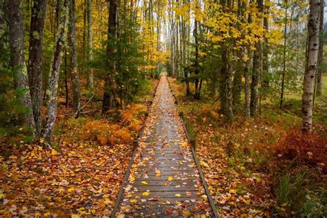 10 Must-Do Activities During the Fall in Maine - Territory Supply