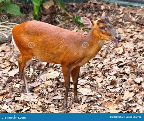 191 Indian Muntjac Photos - Free & Royalty-Free Stock Photos from ...