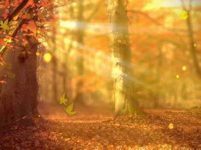 Fall Forest Background | Life Scribe Media | WorshipHouse Media