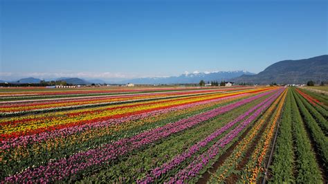 The Chilliwack Tulip Festival Returns April 2023 » Vancouver Blog Miss604