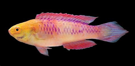 A newly discovered fish species and named after Wakanda style