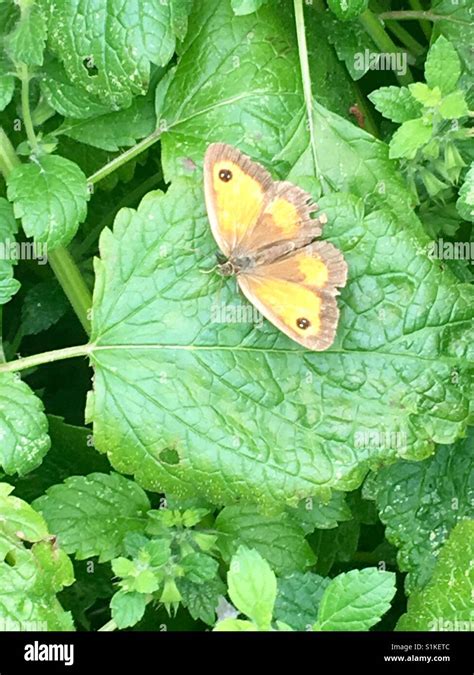 Gatekeeper moth on leaf Stock Photo - Alamy