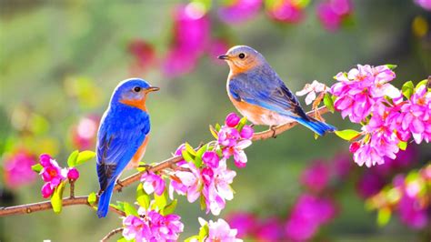 Bluebird Wallpaper - WallpaperSafari