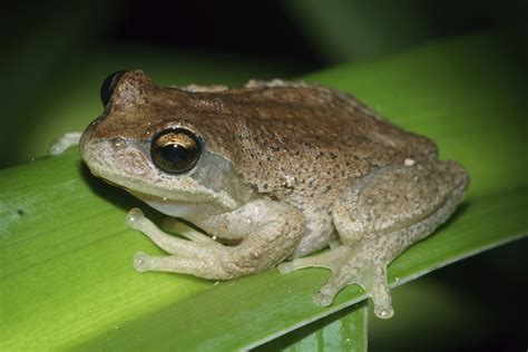 Brown Tree Frog – NZFrogs