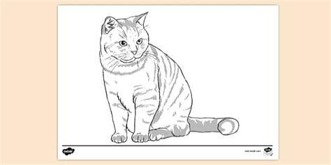 Ginger Cat Outline Colouring Sheet | Twinkl Resources