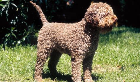 10 Things You Didn't Know about The Lagotto Romagnolo