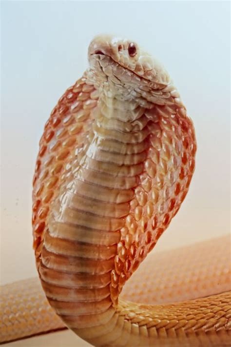 Albino Monocled Cobra (Naja kaouthia) | Pet snake, Snake, Snake lovers