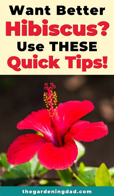 Ultimate Guide to Indoor Hibiscus Care | Growing hibiscus, Hibiscus ...