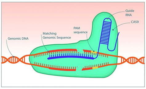 Ensuring efficiency in CRISPR gene editing | Scientist Live