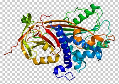 P300-CBP Coactivator Family PEDF CREB-binding Protein EP300 PNG ...