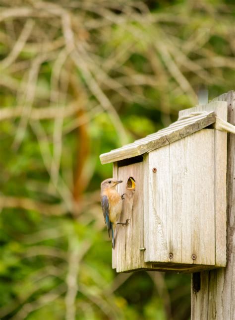 Eastern bluebird feeding her babies - Birds and Blooms