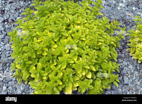 Origanum vulgare Stock Photo - Alamy