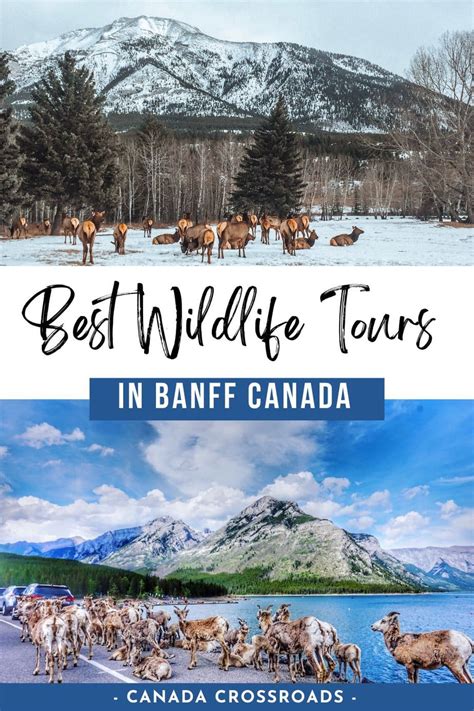 9 Best Wildlife Tours in Banff National Park - Canada Crossroads