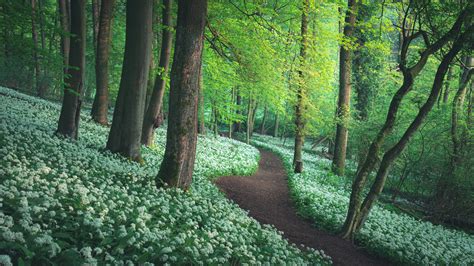 Forest Greenery Path Between Flowers HD Nature Wallpapers | HD Wallpapers | ID #47829