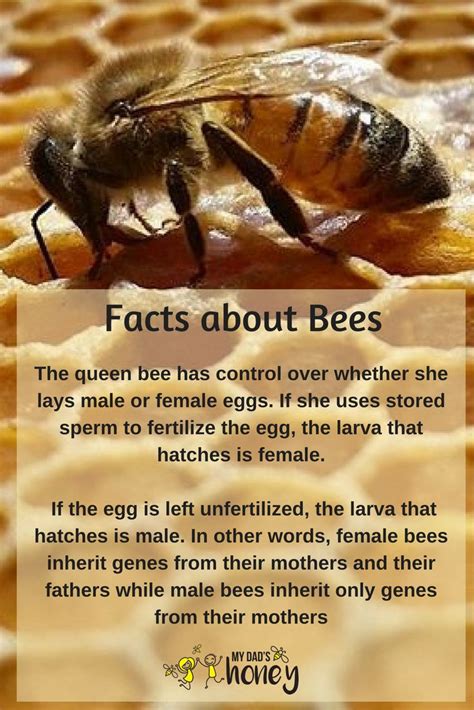 Facts about bees #queen #bees #hatch #female | Honey bee facts, Bee ...