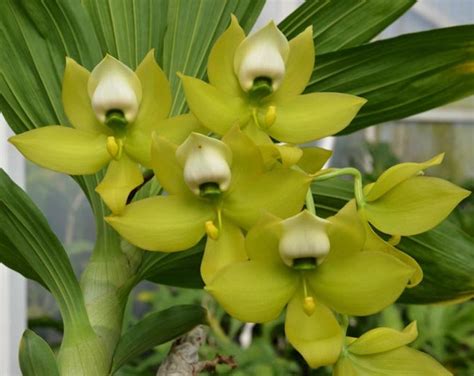 Orchid Catasetum Ctsm. Catasetum Fredclarkeara Corinne Arnold painted Desert X Callosum Live ...