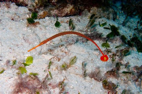 banded pipefish | Project Noah