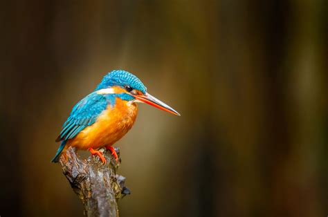 Kingfisher Bird Wallpaper | HD Wallpaper | 4K Wallpaper | Android ...