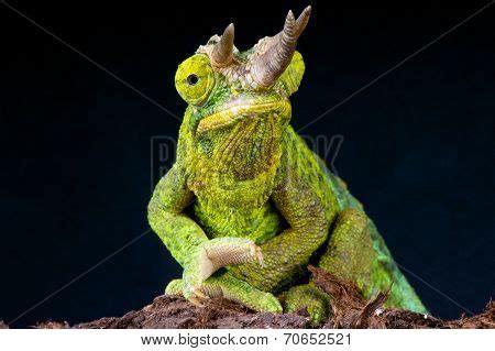 Jackson's Chameleon / Image & Photo (Free Trial) | Bigstock