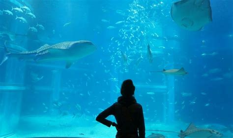 Osaka aquarium | Osaka, Asia tours, Aquarium